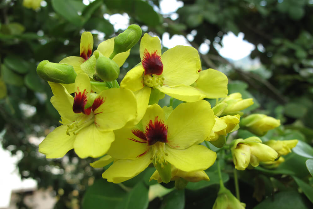 Pernambuco flower by JF Daber Lyon