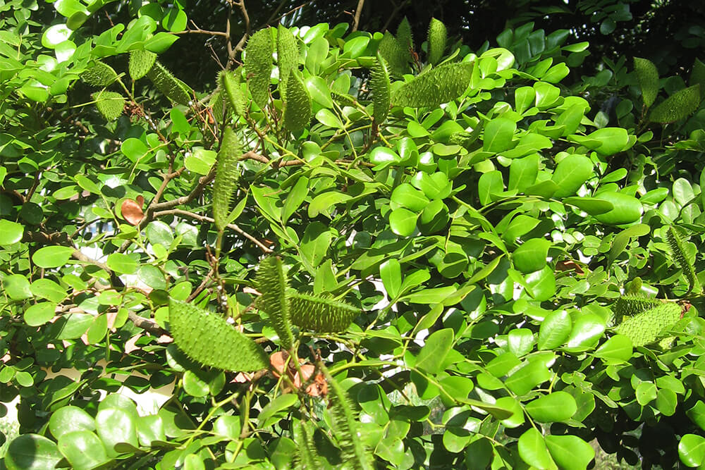 Pernambuco tree by JF Daber Lyon